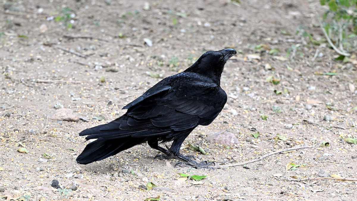 Common Raven - ML620807283