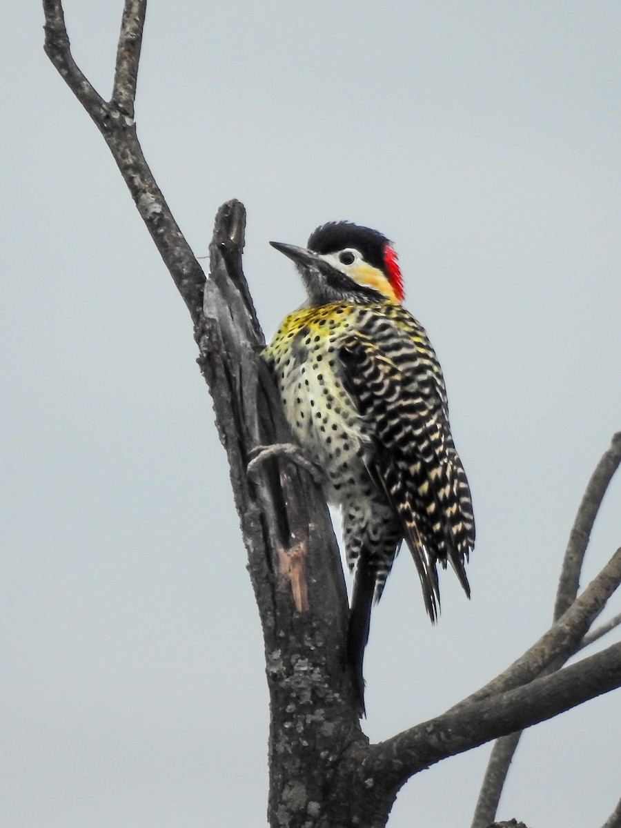 Green-barred Woodpecker - ML620807286