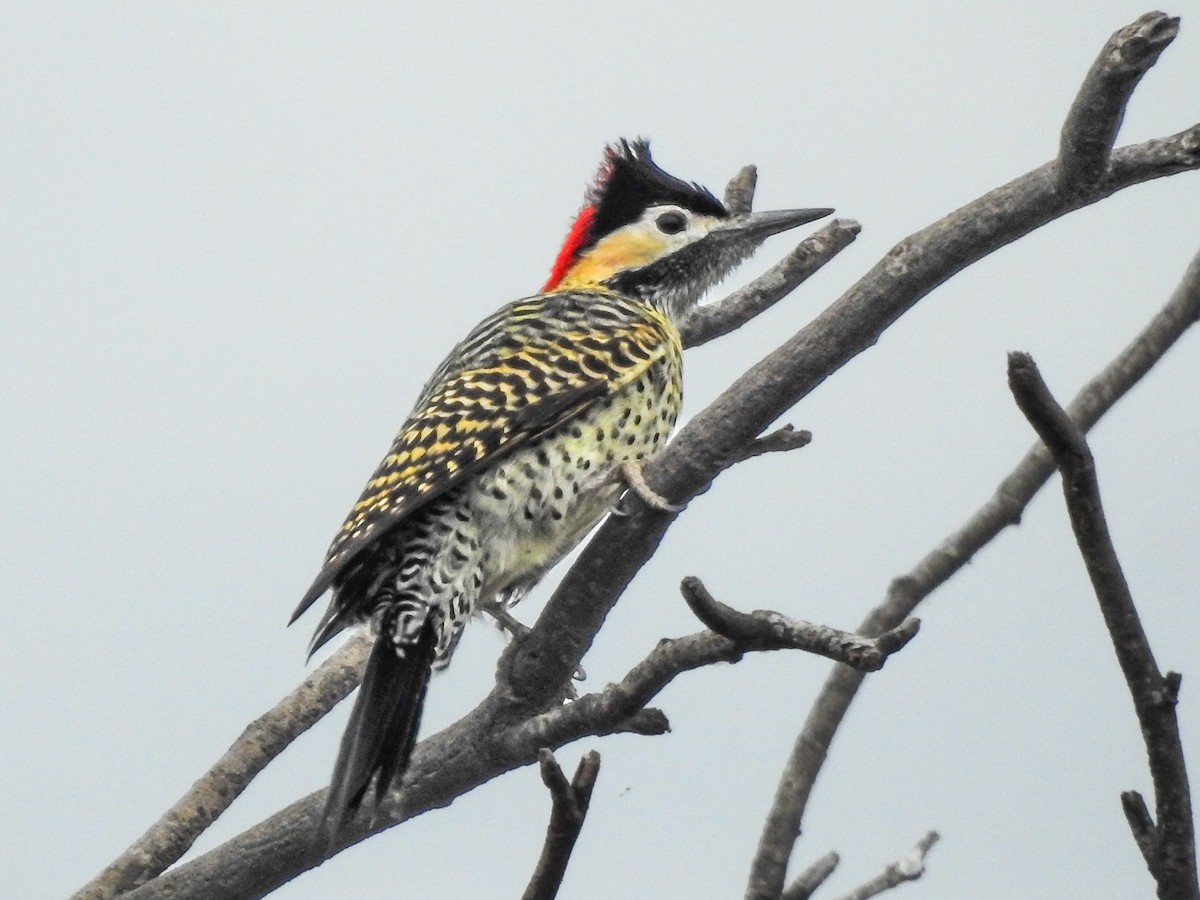 Green-barred Woodpecker - ML620807287