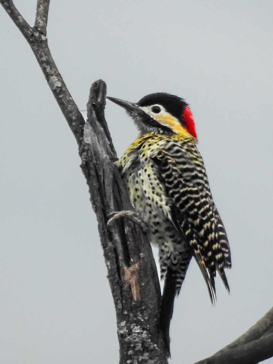 Green-barred Woodpecker - ML620807288