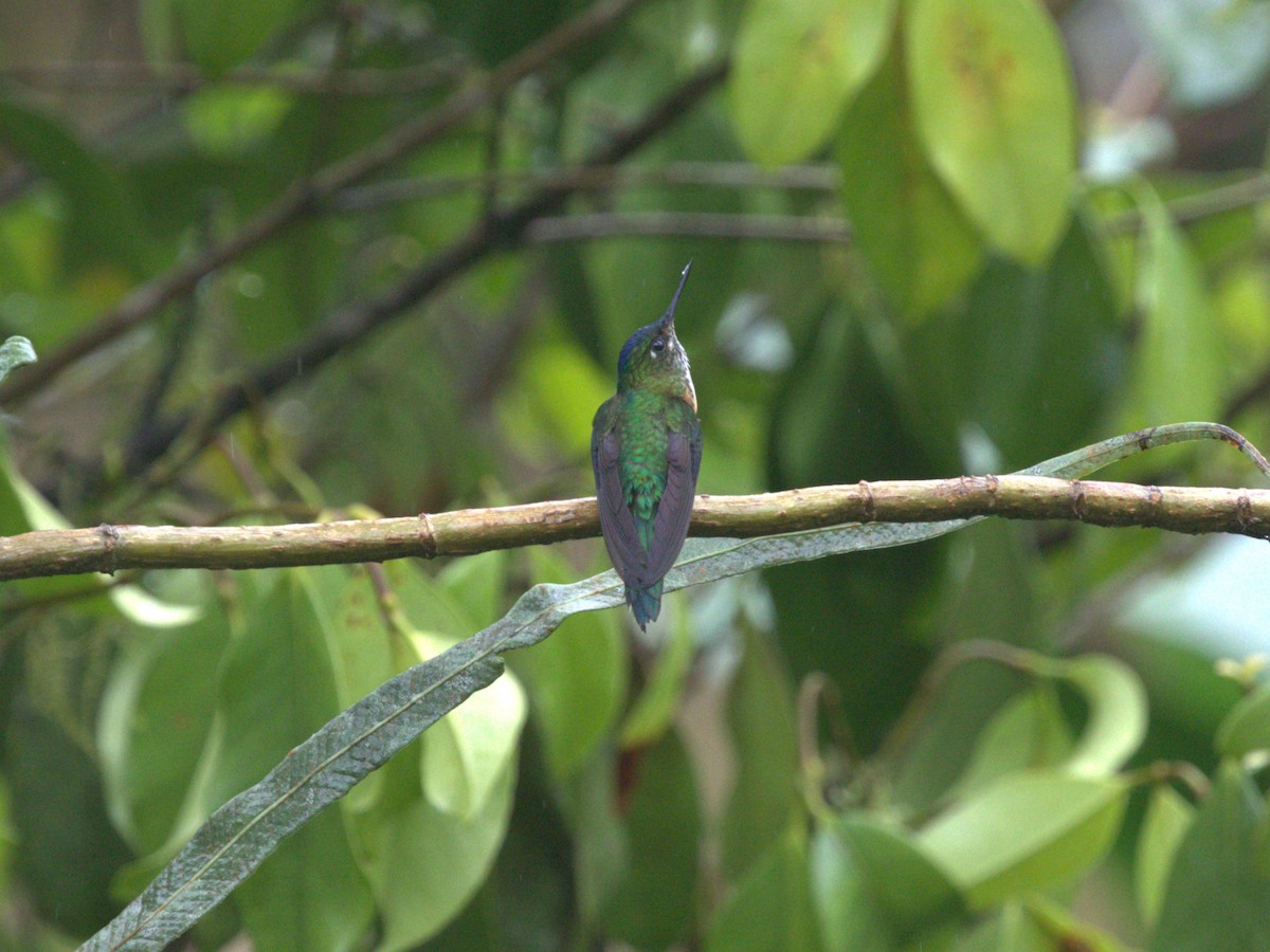 Violet-tailed Sylph - ML620807290