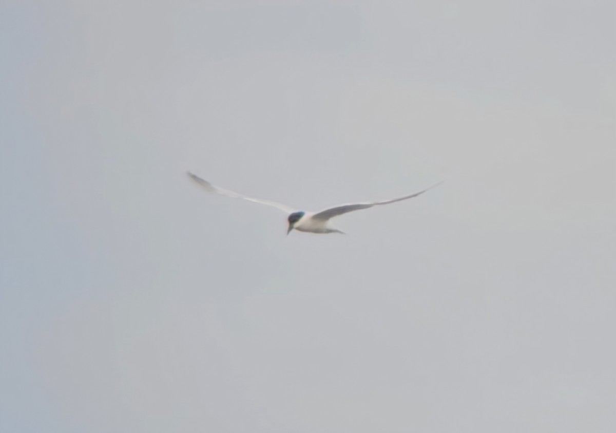 Gull-billed Tern - ML620807291