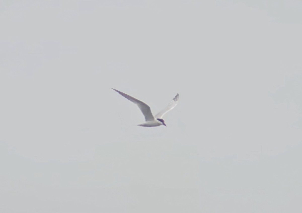 Gull-billed Tern - ML620807292
