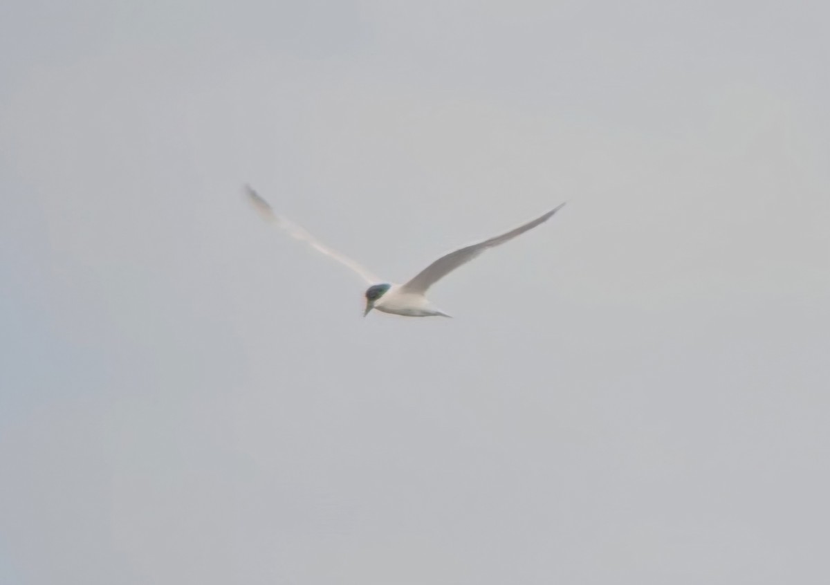 Gull-billed Tern - ML620807293