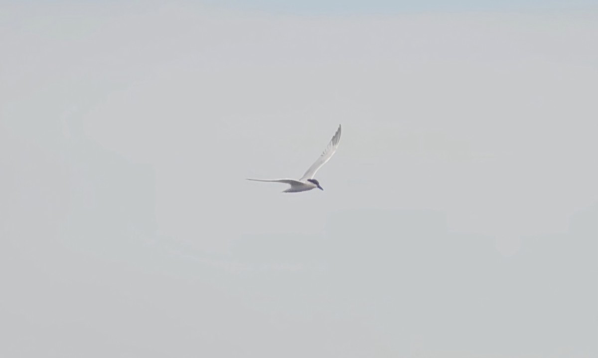 Gull-billed Tern - ML620807294