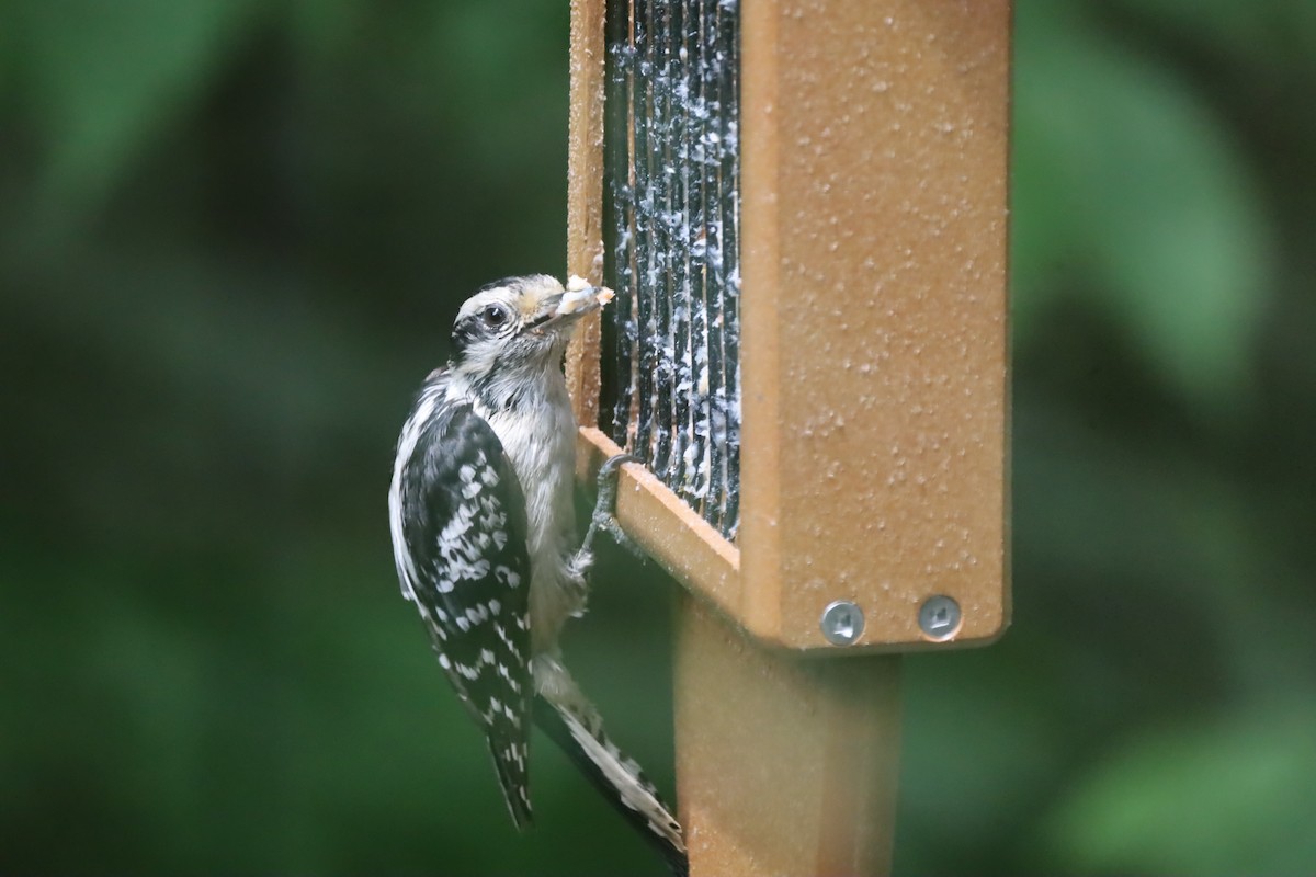 Downy Woodpecker - ML620807299