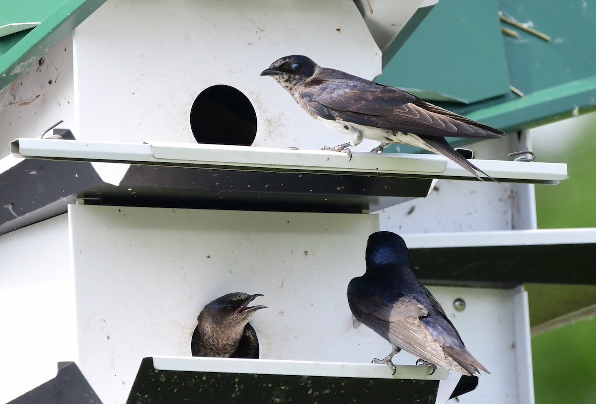 Purple Martin - ML620807300