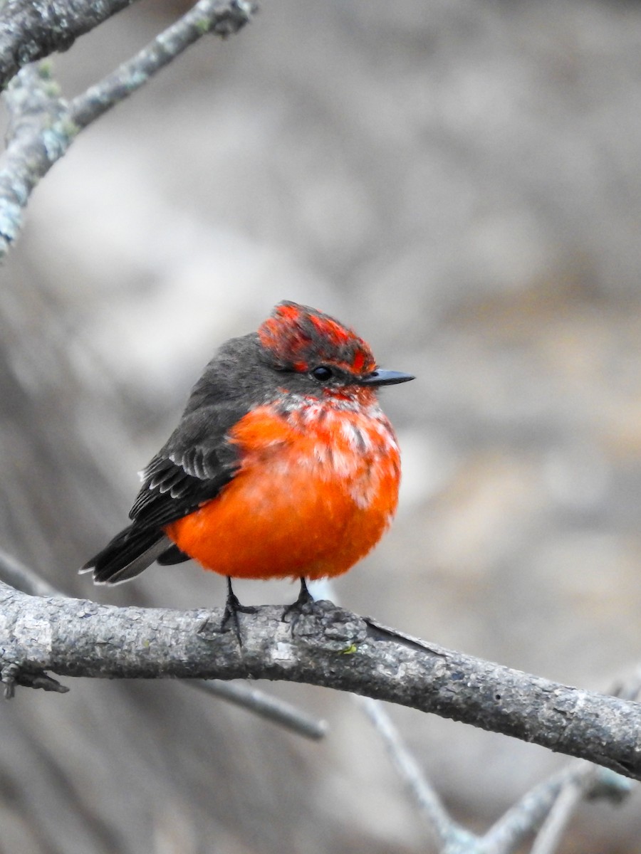 Vermilion Flycatcher - ML620807309