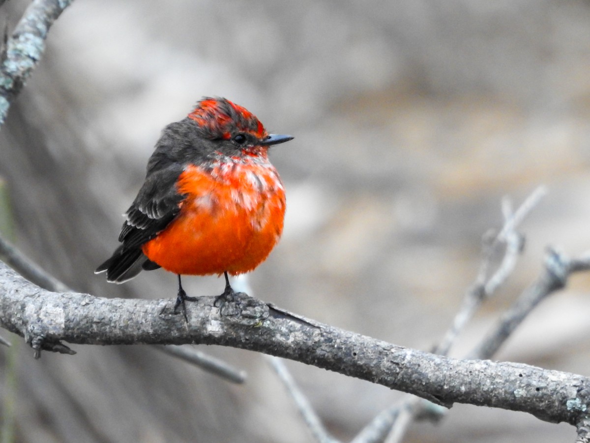 Vermilion Flycatcher - ML620807310