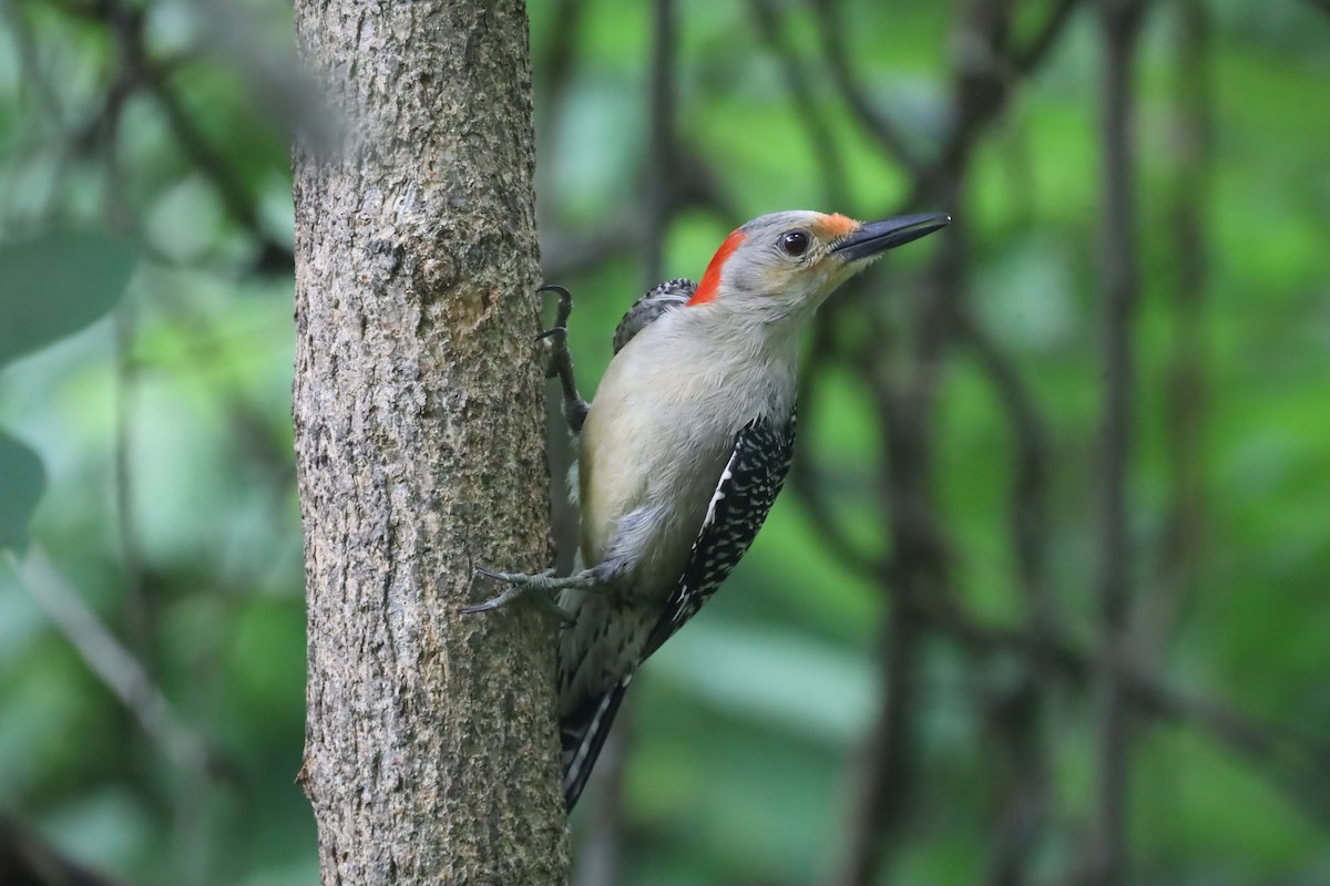 Red-bellied Woodpecker - ML620807312