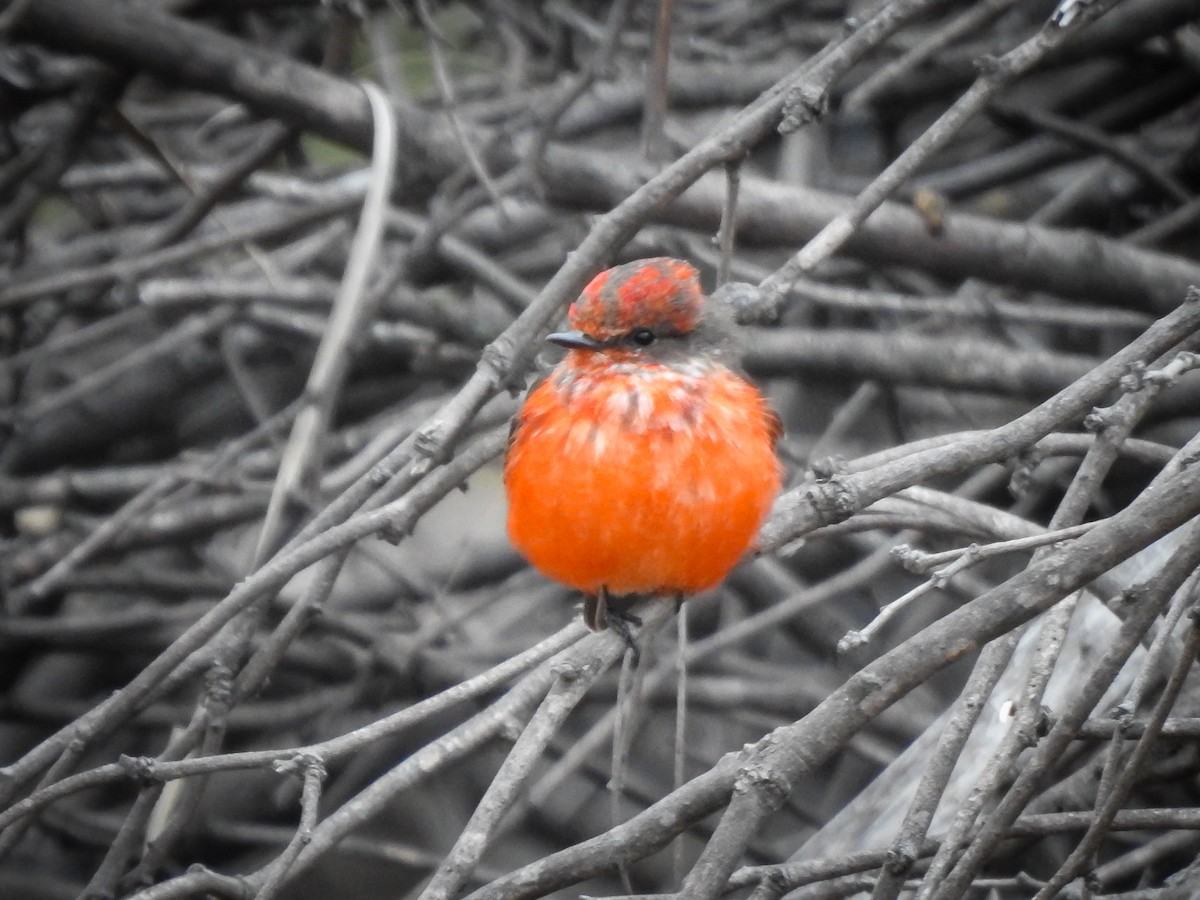 Vermilion Flycatcher - ML620807313