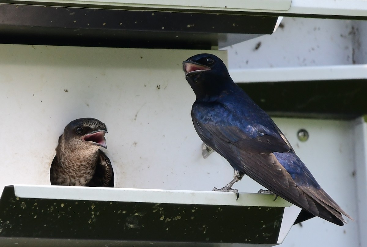 Purple Martin - ML620807314