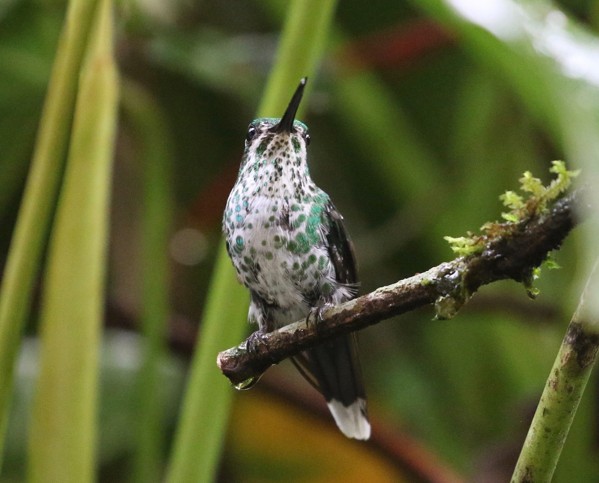 Colibrí de Raquetas Faldiblanco - ML620807318