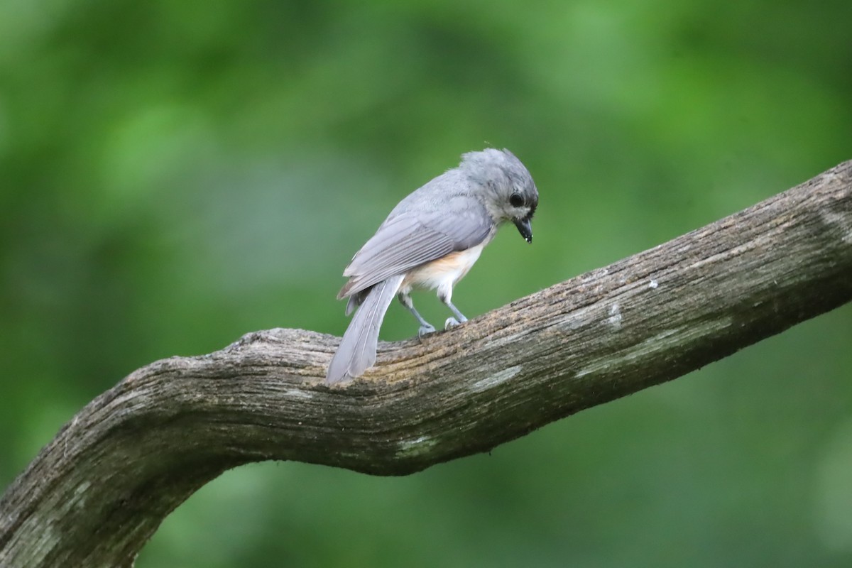 Tufted Titmouse - ML620807320