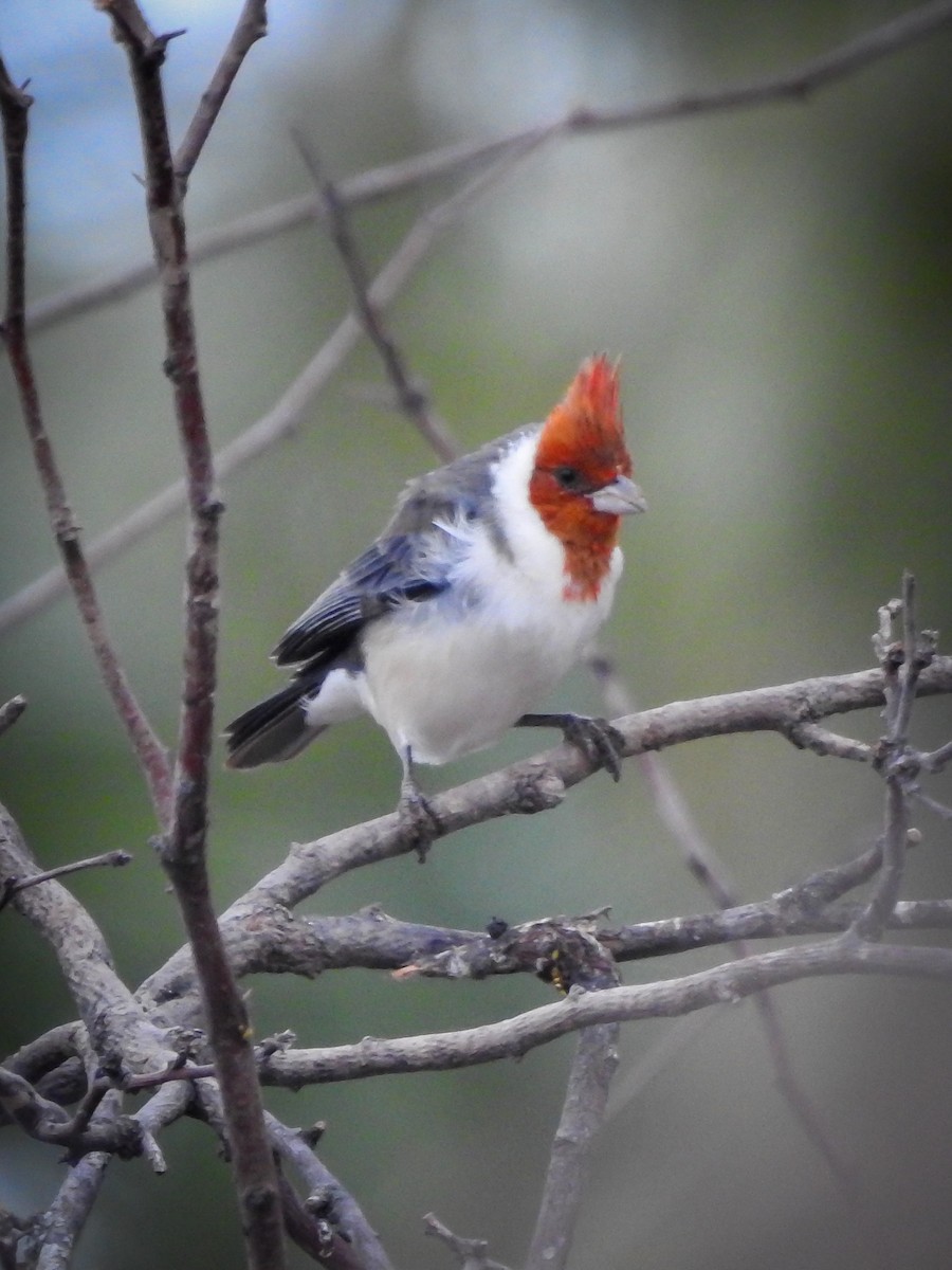 Red-crested Cardinal - ML620807322