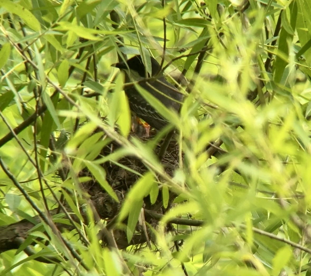 Eastern Kingbird - ML620807325