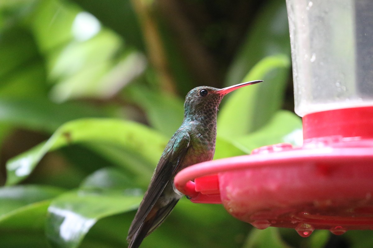 Steely-vented Hummingbird - ML620807326