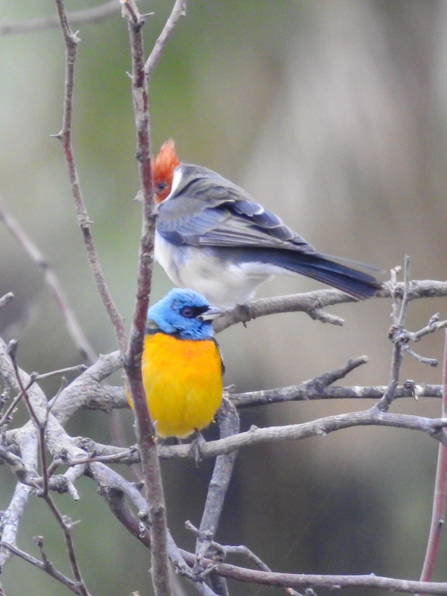 Blue-and-yellow Tanager - ML620807329