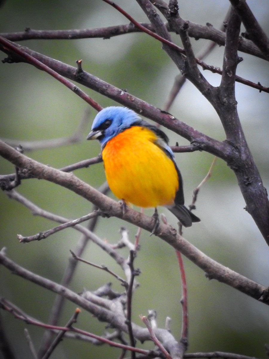 Blue-and-yellow Tanager - ML620807330