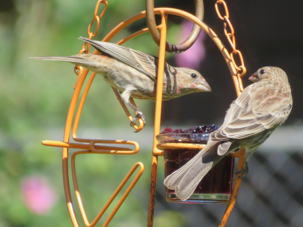 House Finch - ML620807331