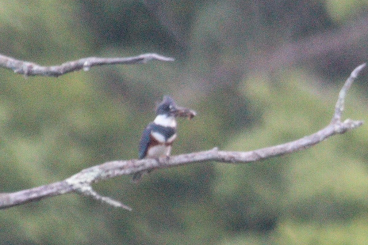 Belted Kingfisher - ML620807333