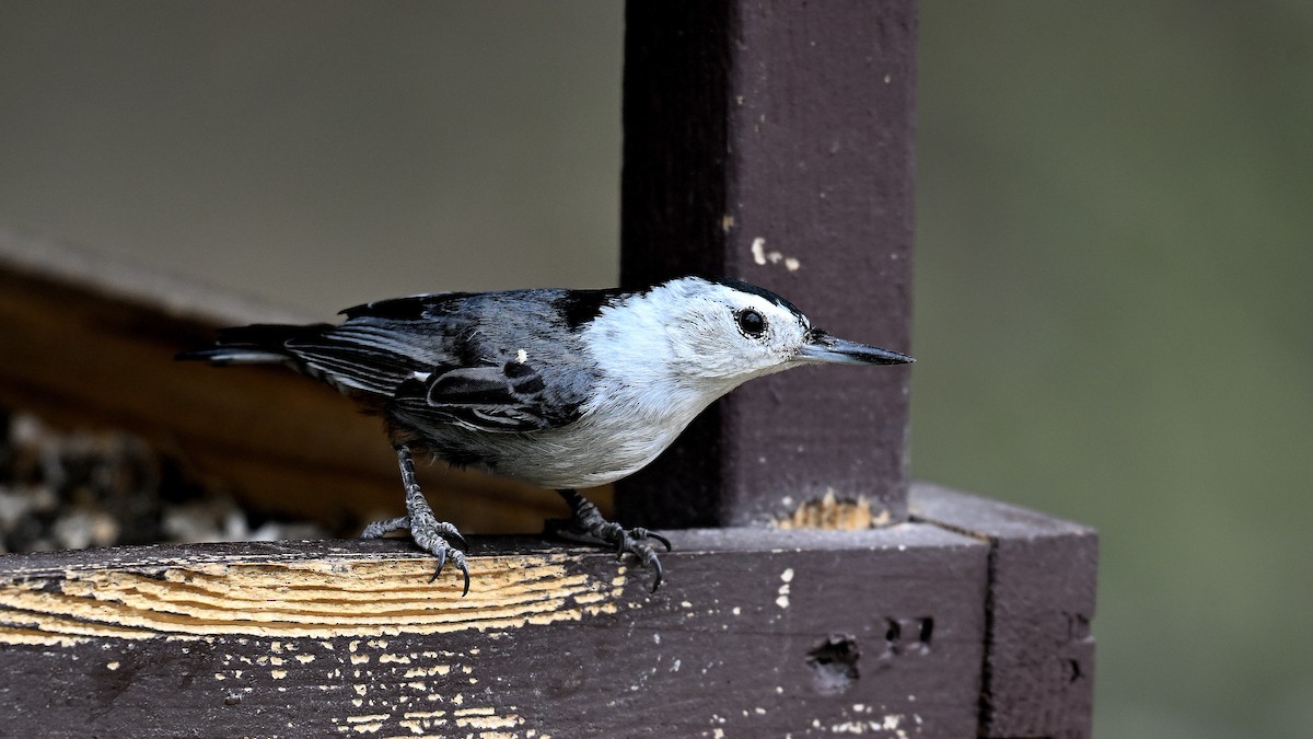 White-breasted Nuthatch - ML620807335