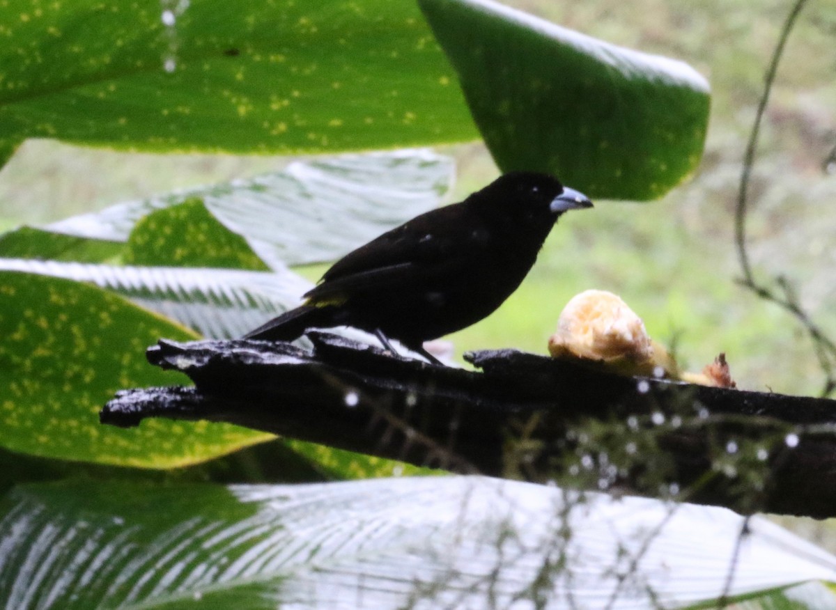 Tangara Flamígera (culigualda) - ML620807341