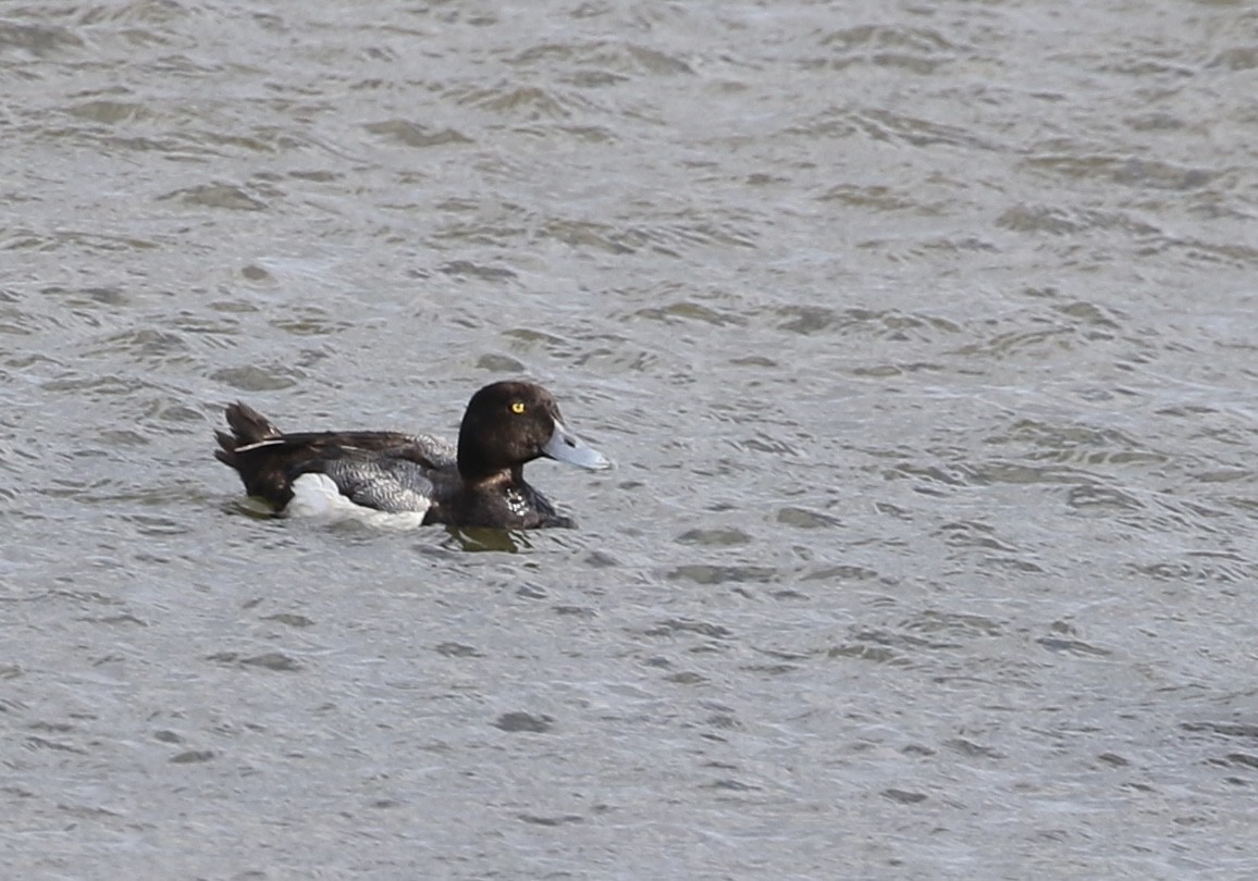 Greater Scaup - ML620807343