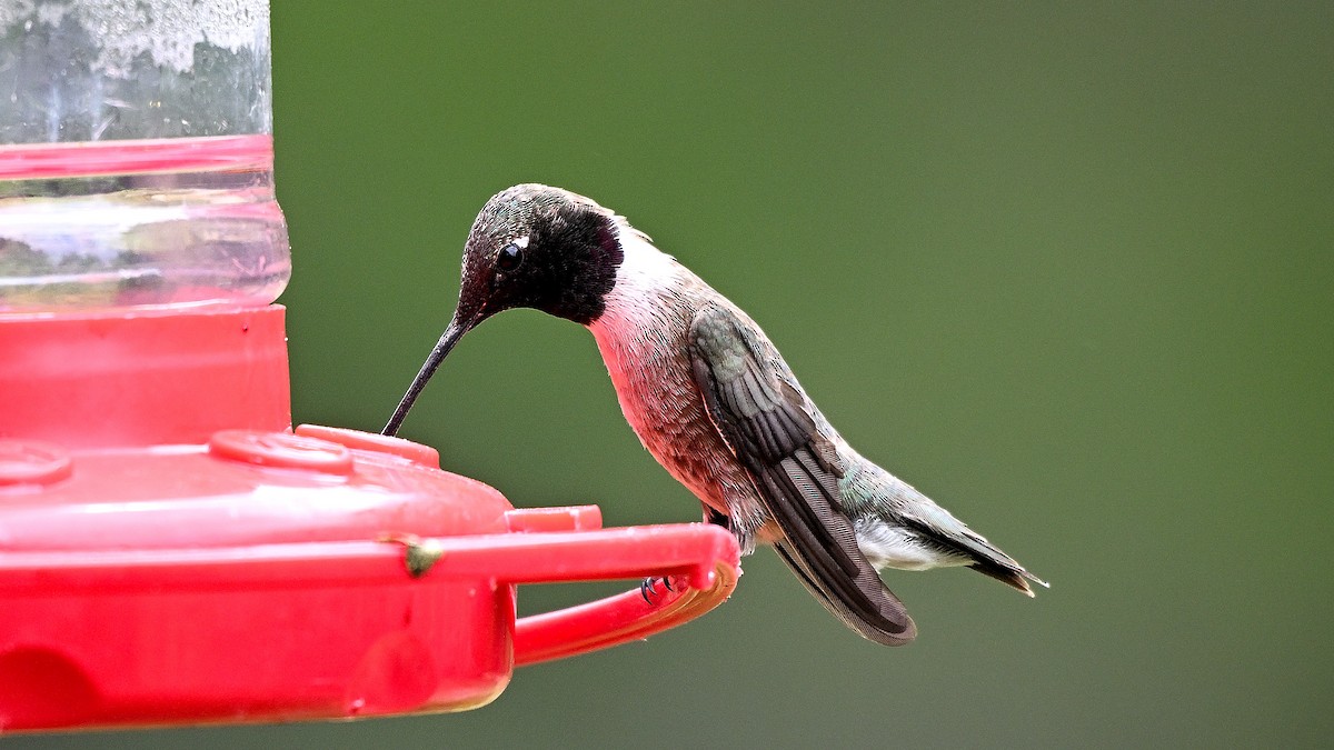 Black-chinned Hummingbird - Steve Butterworth