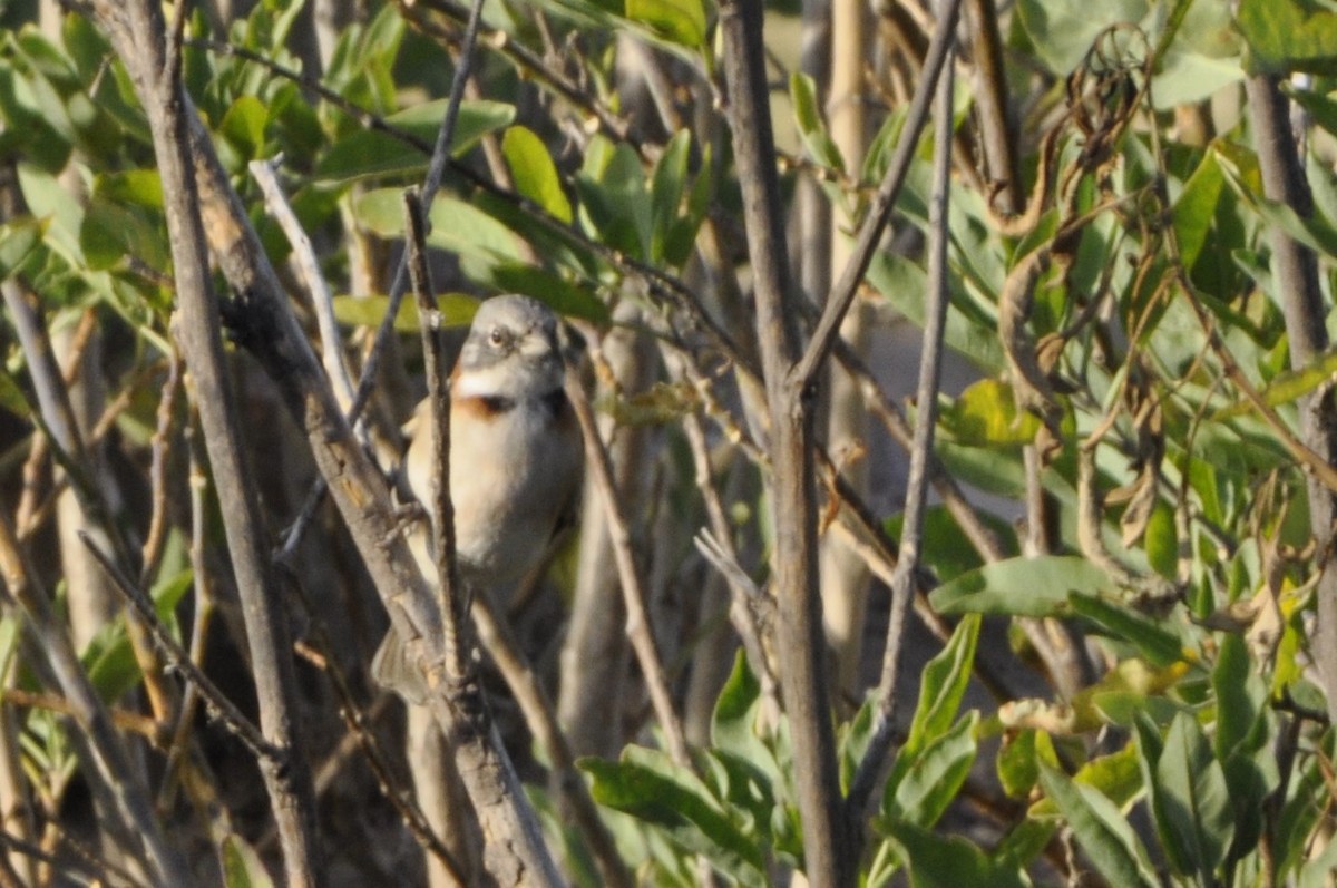 Rufous-collared Sparrow - ML620807348