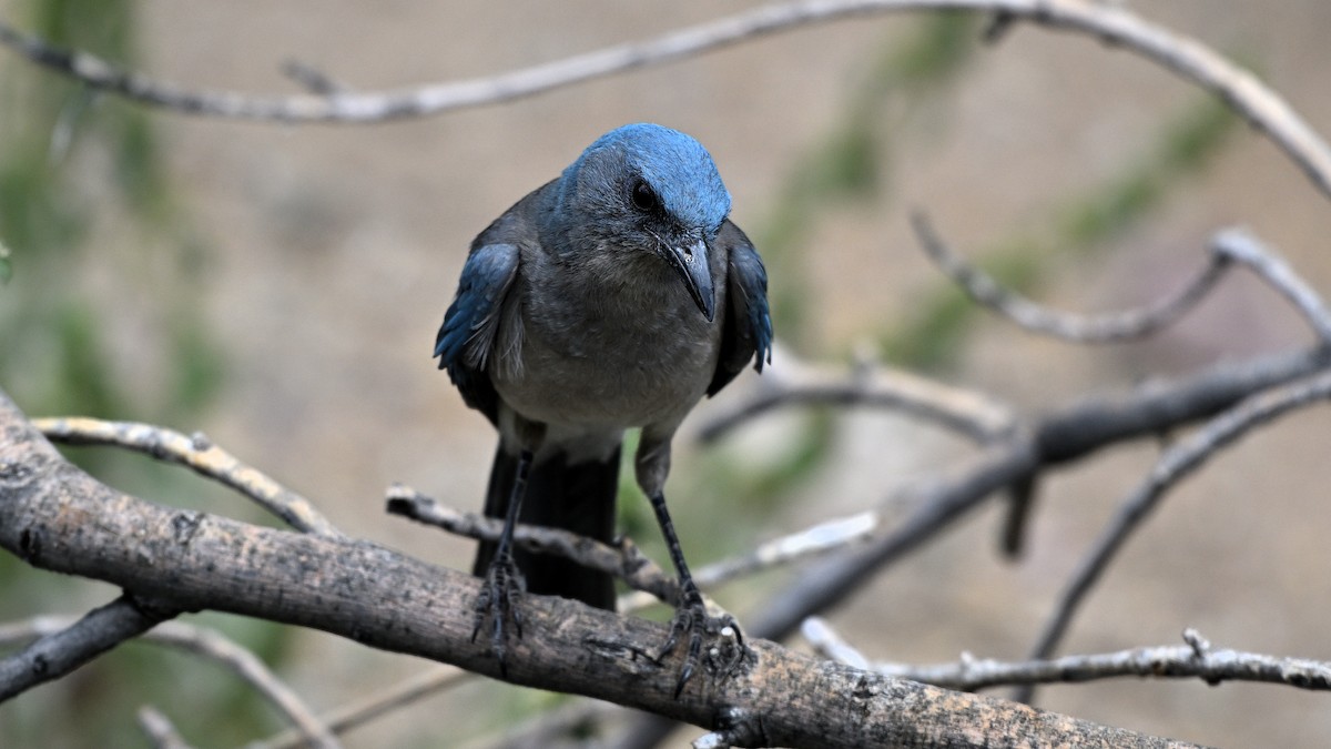 Mexican Jay - ML620807353