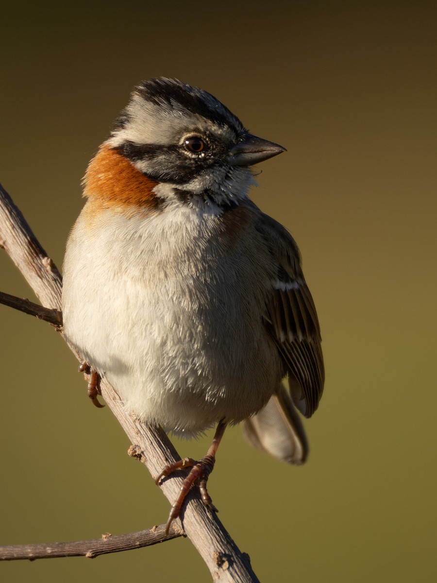 Rufous-collared Sparrow - ML620807354