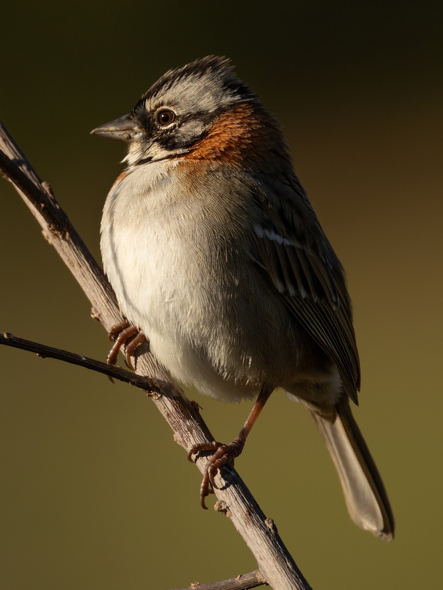 Rufous-collared Sparrow - ML620807355