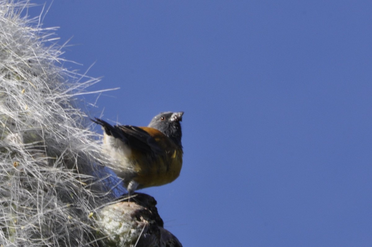 Black-hooded Sierra Finch - María Ester Quiroga