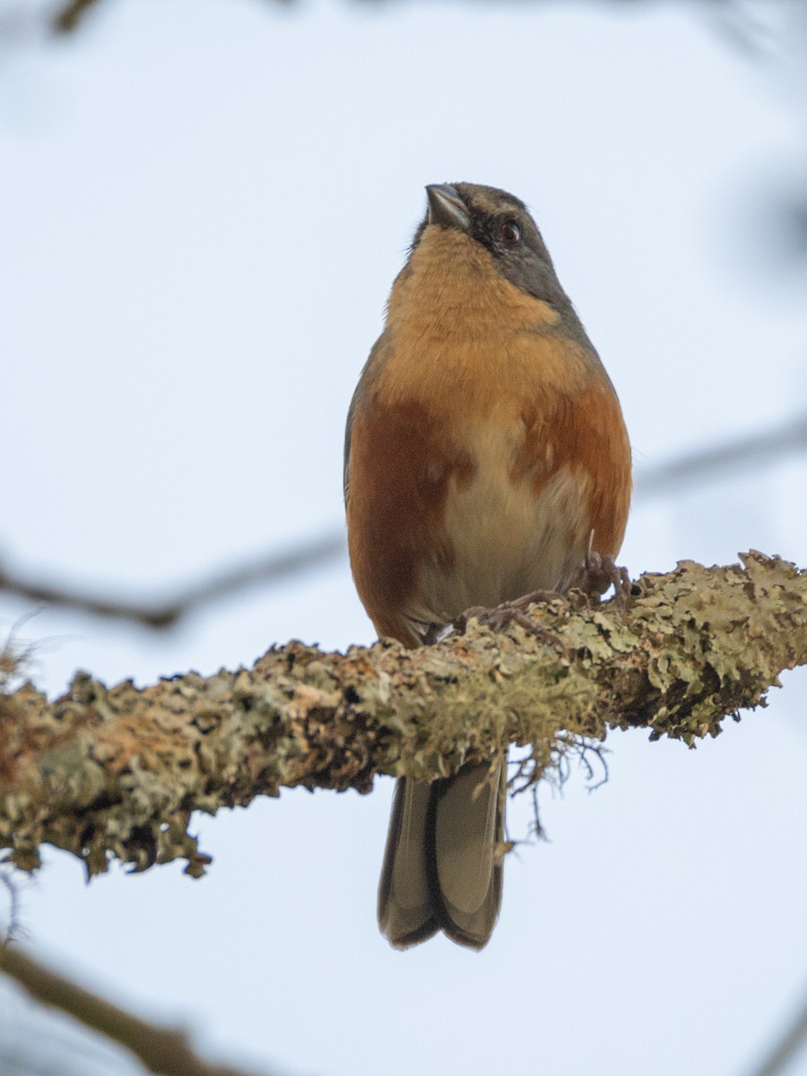 Buff-throated Warbling Finch - ML620807359