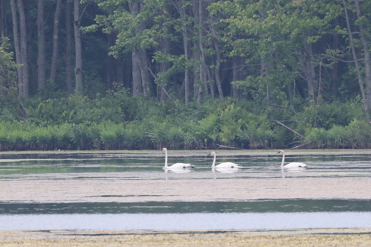 Trumpeter Swan - ML620807360