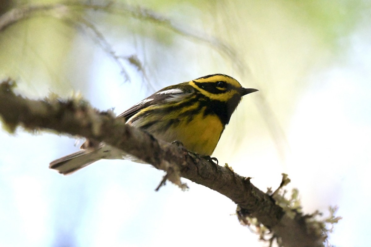 Townsend's Warbler - ML620807361