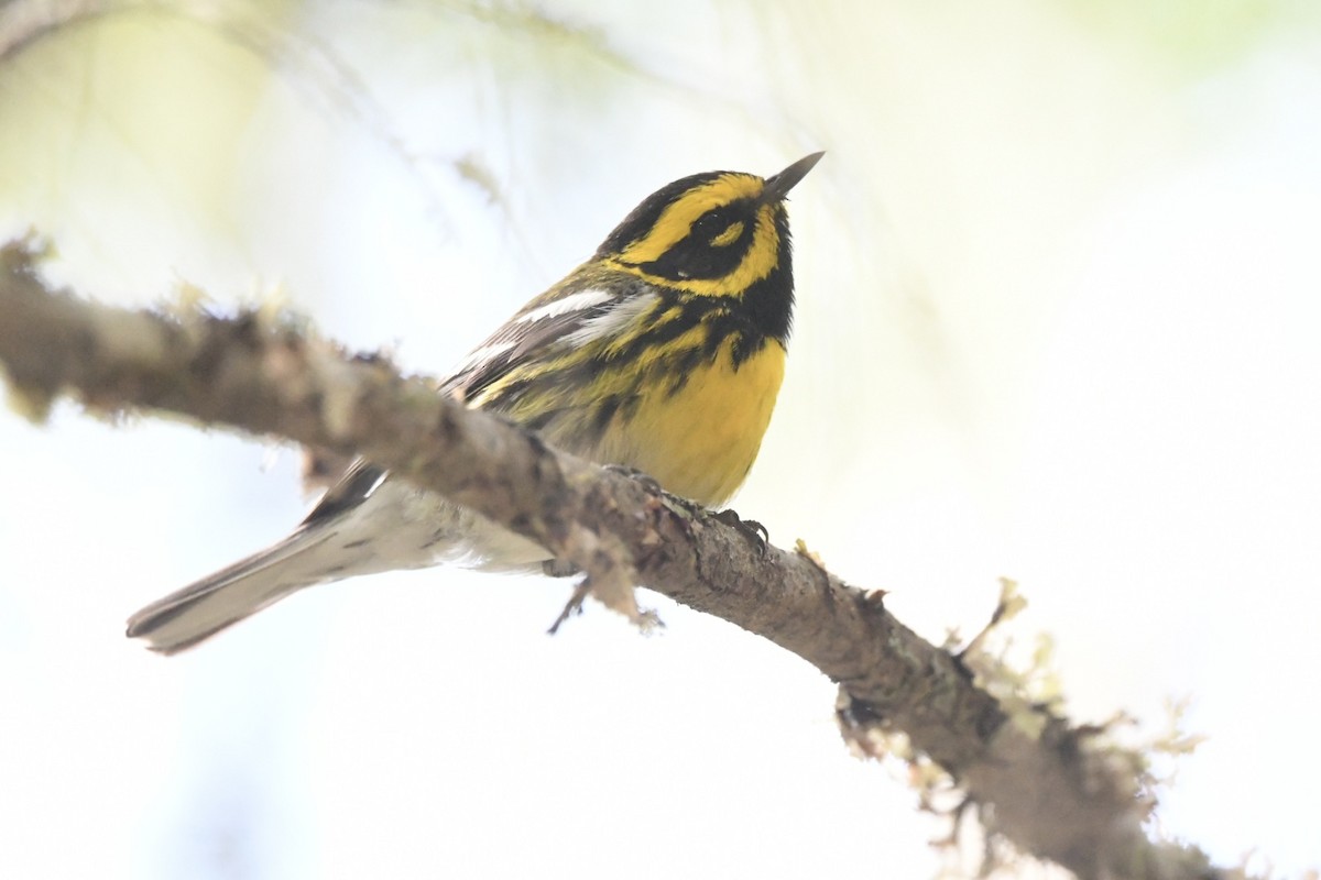 Townsend's Warbler - ML620807362