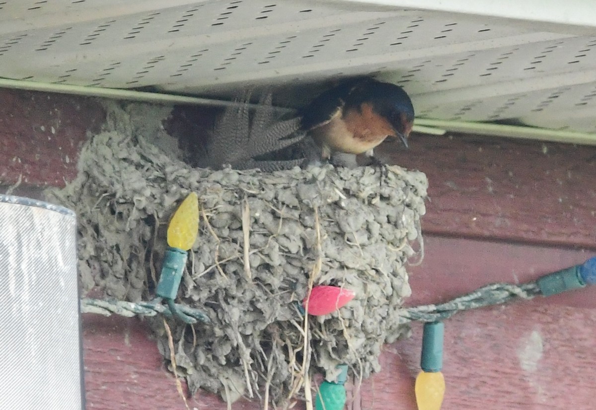 Golondrina Común - ML620807363