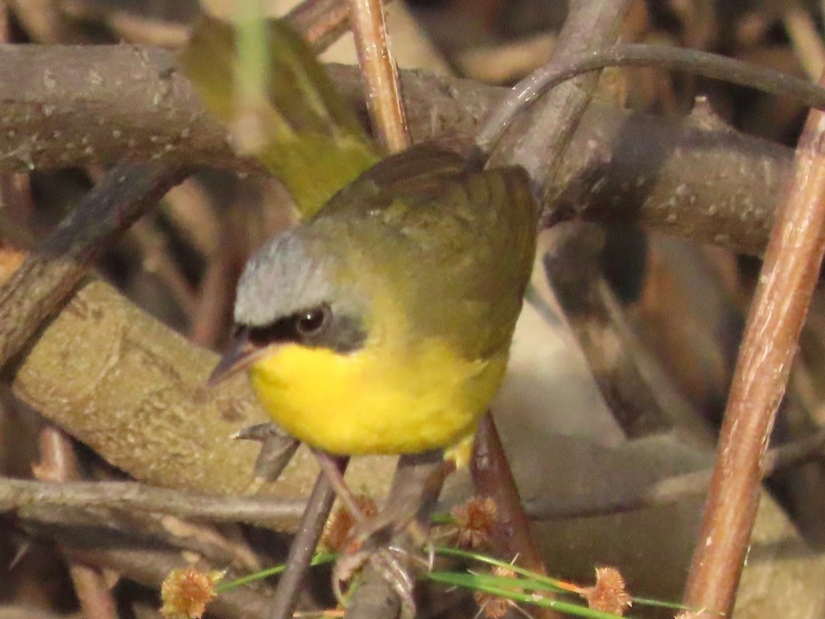 Brasiliengelbkehlchen - ML620807364