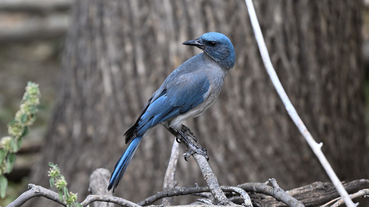 Mexican Jay - Steve Butterworth