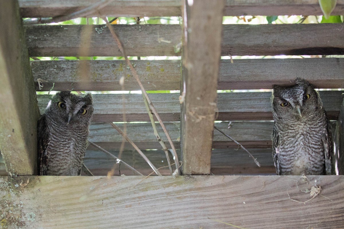 Western Screech-Owl - ML620807367