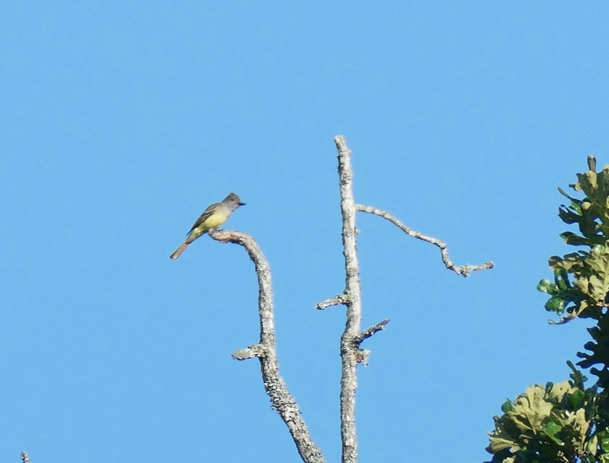 Great Crested Flycatcher - ML620807368