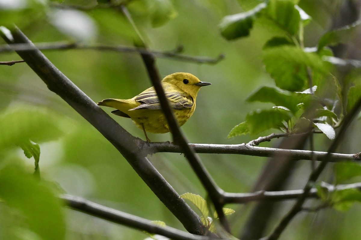 Paruline jaune - ML620807369