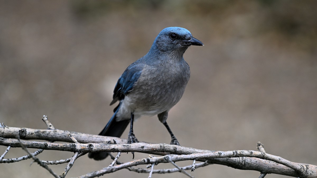 Mexican Jay - ML620807372