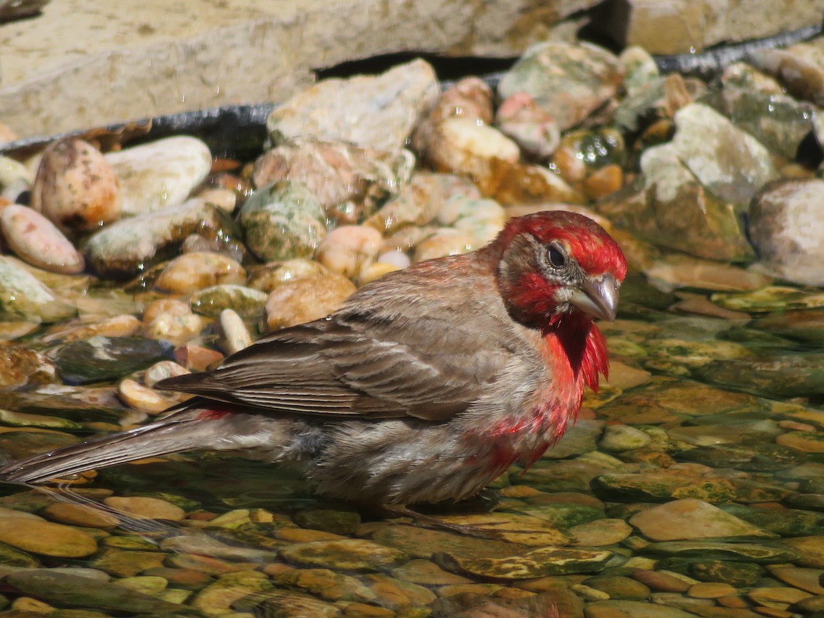 House Finch - ML620807373