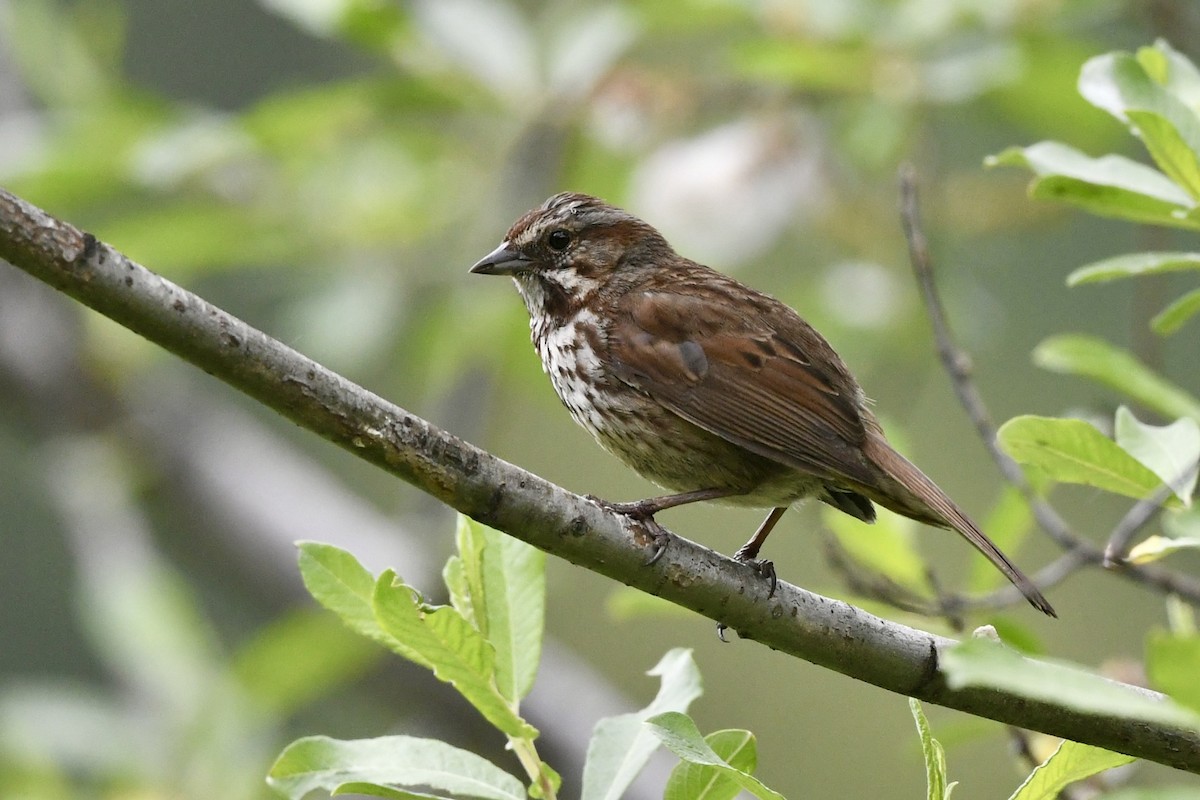 Song Sparrow - ML620807375