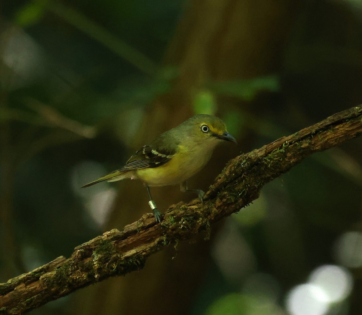 White-eyed Vireo - ML620807376