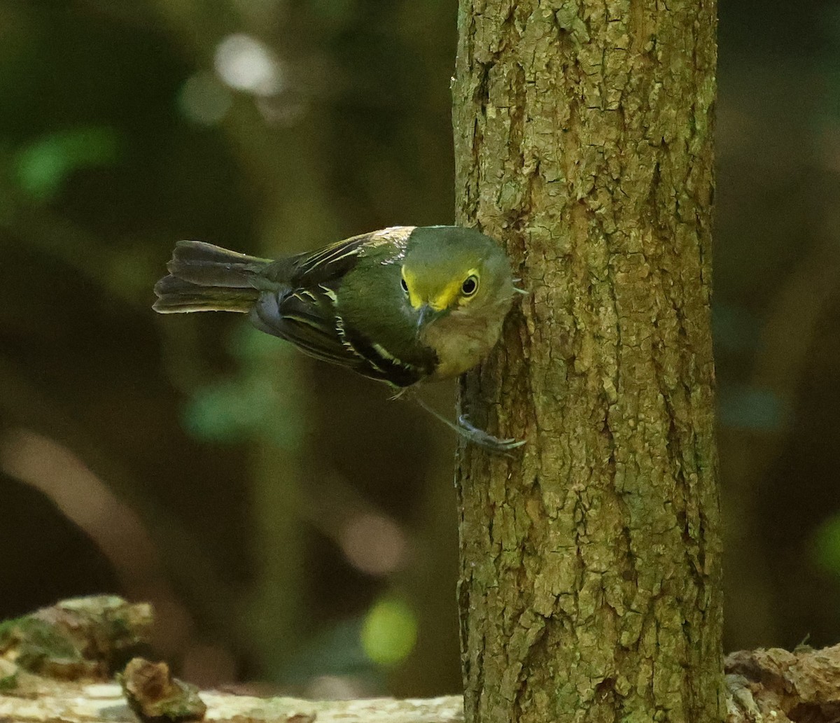 White-eyed Vireo - ML620807377