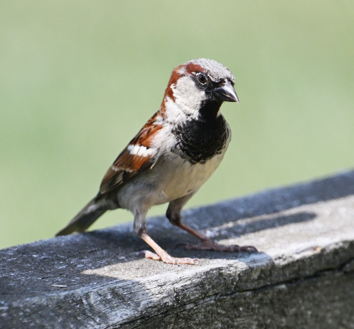 House Sparrow - ML620807378